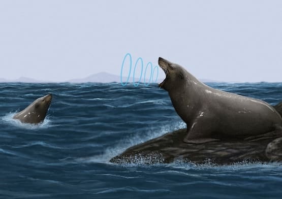 Acoustic Superheroes: How Seals Mastered Hearing on Land and at Sea