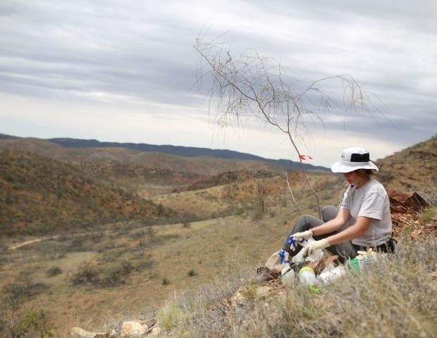 Genetic Clues Reveal Rare Australian Wattle is Quietly Heading for Extinction