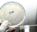 Why Rare E. coli Genes Rarely Create New Metabolic Functions