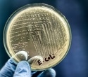 How Dying Bacteria Protect the Colony From Antibiotics