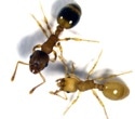 Tapeworm Makes Ants Live Longer