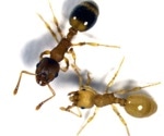 Tapeworm Makes Ants Live Longer