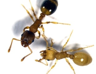 Tapeworm Makes Ants Live Longer