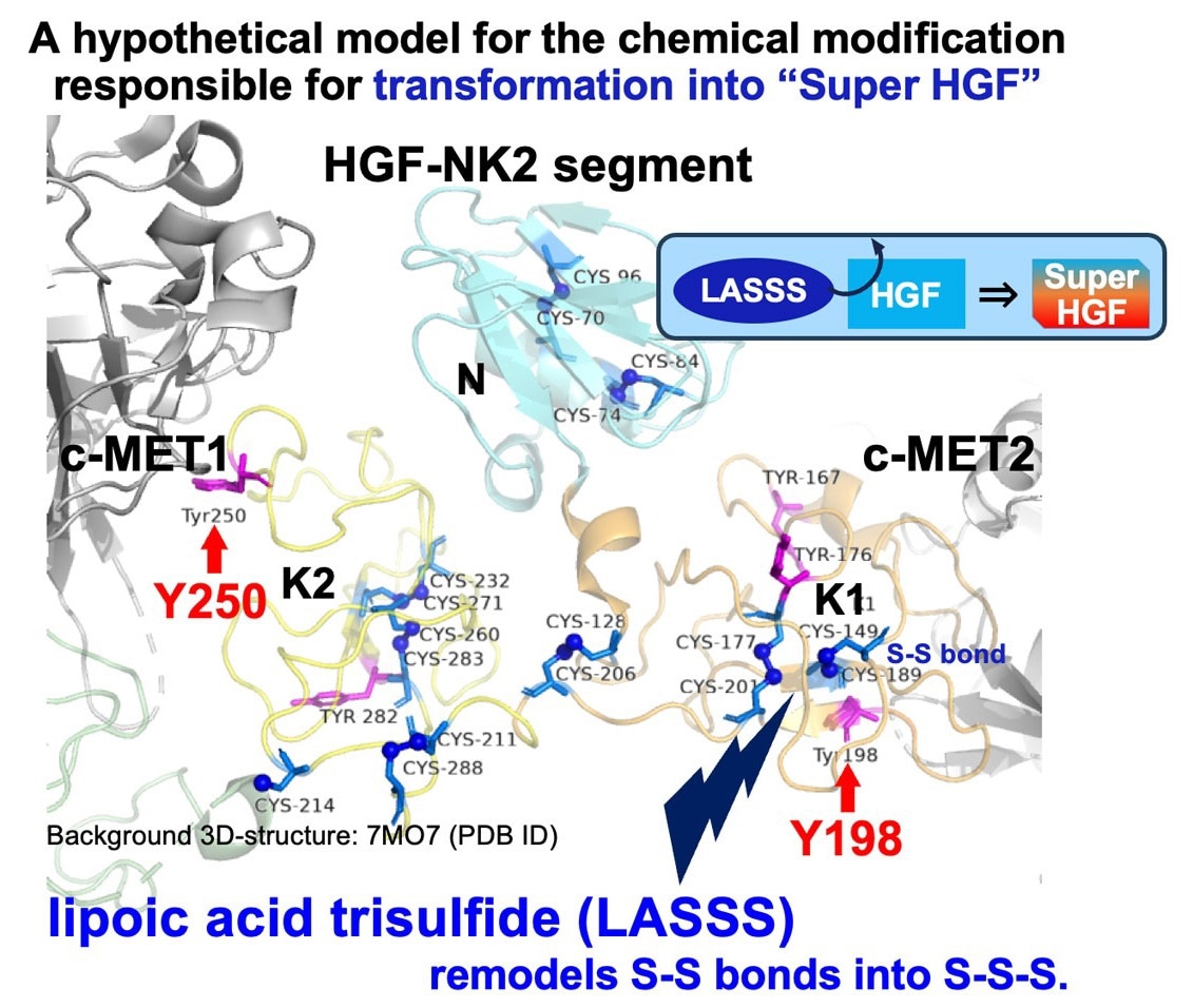 New Molecule Safeguards Vital Signaling Pathways to Accelerate Muscle Repair