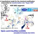 New Molecule Restores Muscle Repair Signal Linked to Age-Related Muscle Loss
