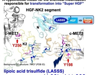 New Molecule Restores Muscle Repair Signal Linked to Age-Related Muscle Loss