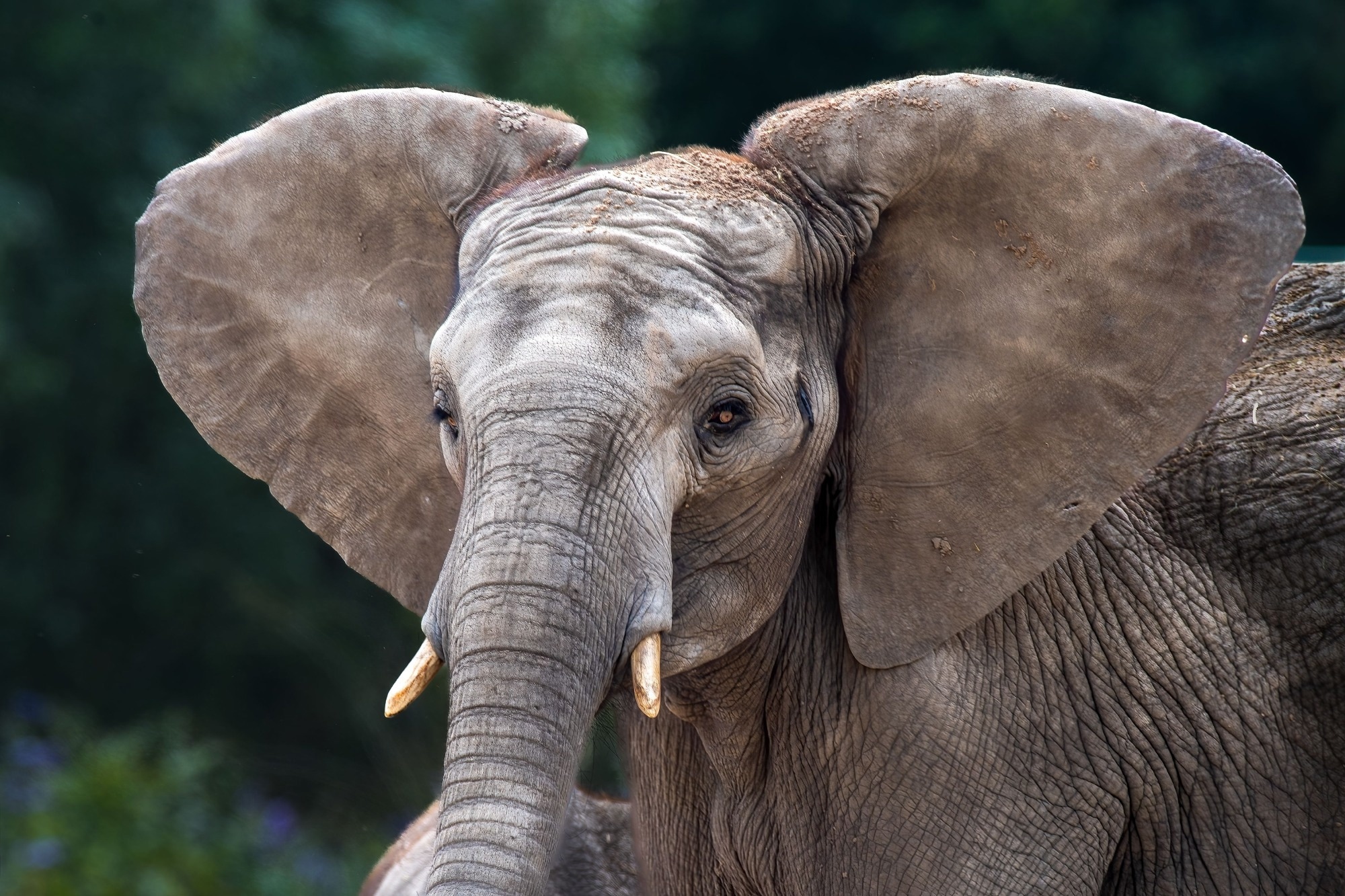 Close-up of an African elephant with large ears and tusks in a natural setting.