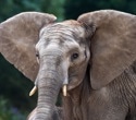 How Elephants May Hear Ground Vibrations Over Long Distances