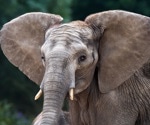 How Elephants May Hear Ground Vibrations Over Long Distances