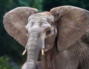 How Elephants May Hear Ground Vibrations Over Long Distances
