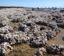 176-Year Oyster Mystery Spanning WA and the Indo-Pacific Solved by DNA