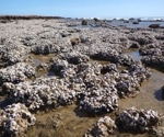 176-Year Oyster Mystery Spanning WA and the Indo-Pacific Solved by DNA