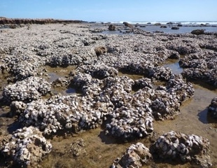 176-Year Oyster Mystery Spanning WA and the Indo-Pacific Solved by DNA