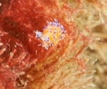 Mystery Sea Slug Found off Lundy Could Be New Species Never Before Recorded by Science