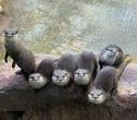 Who’s Watching Who? Otters May Find Humans Entertaining