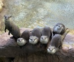 Who’s Watching Who? Otters May Find Humans Entertaining
