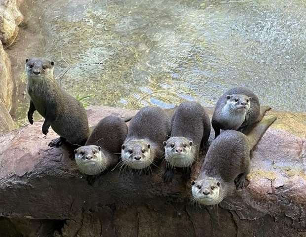 Who’s Watching Who? Otters May Find Humans Entertaining