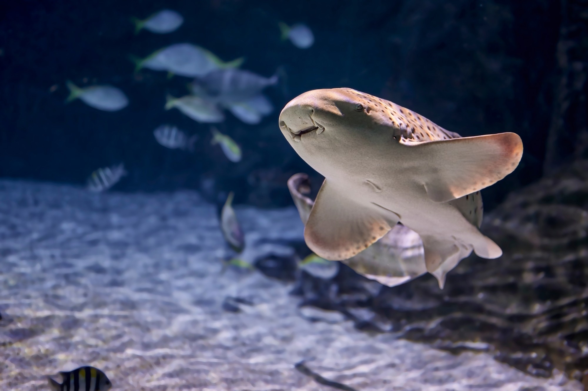 zebra shark in the ocean