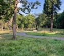 Woodlands in Urban Areas Linked to Reduced Antidepressant Use