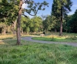 Woodlands in Urban Areas Linked to Reduced Antidepressant Use
