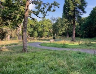 Woodlands in Urban Areas Linked to Reduced Antidepressant Use