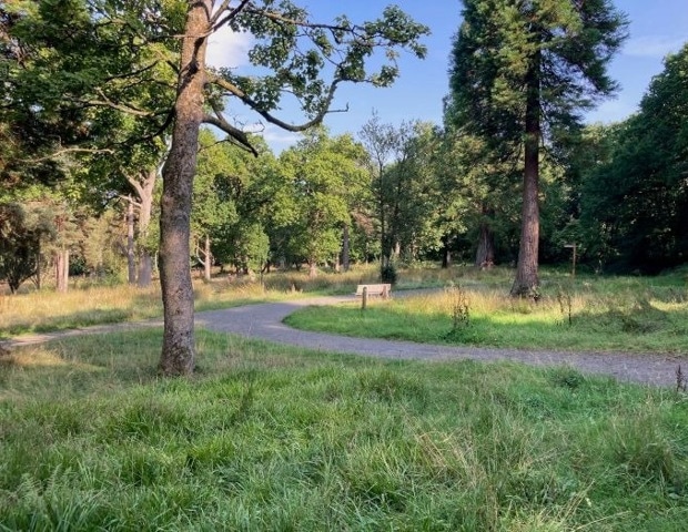 Woodlands in Urban Areas Linked to Reduced Antidepressant Use