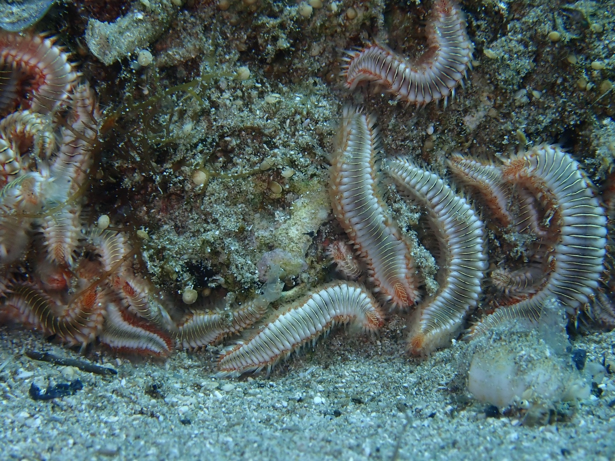 marine worm
