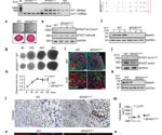 Primate-Specific DNA Change Reveals a New Link to Dementia-Related Neurodegeneration