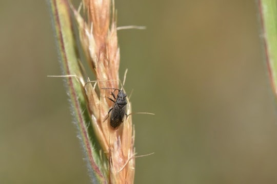 New Research: Greenland’s Smallest Animals are Changing with the Climate