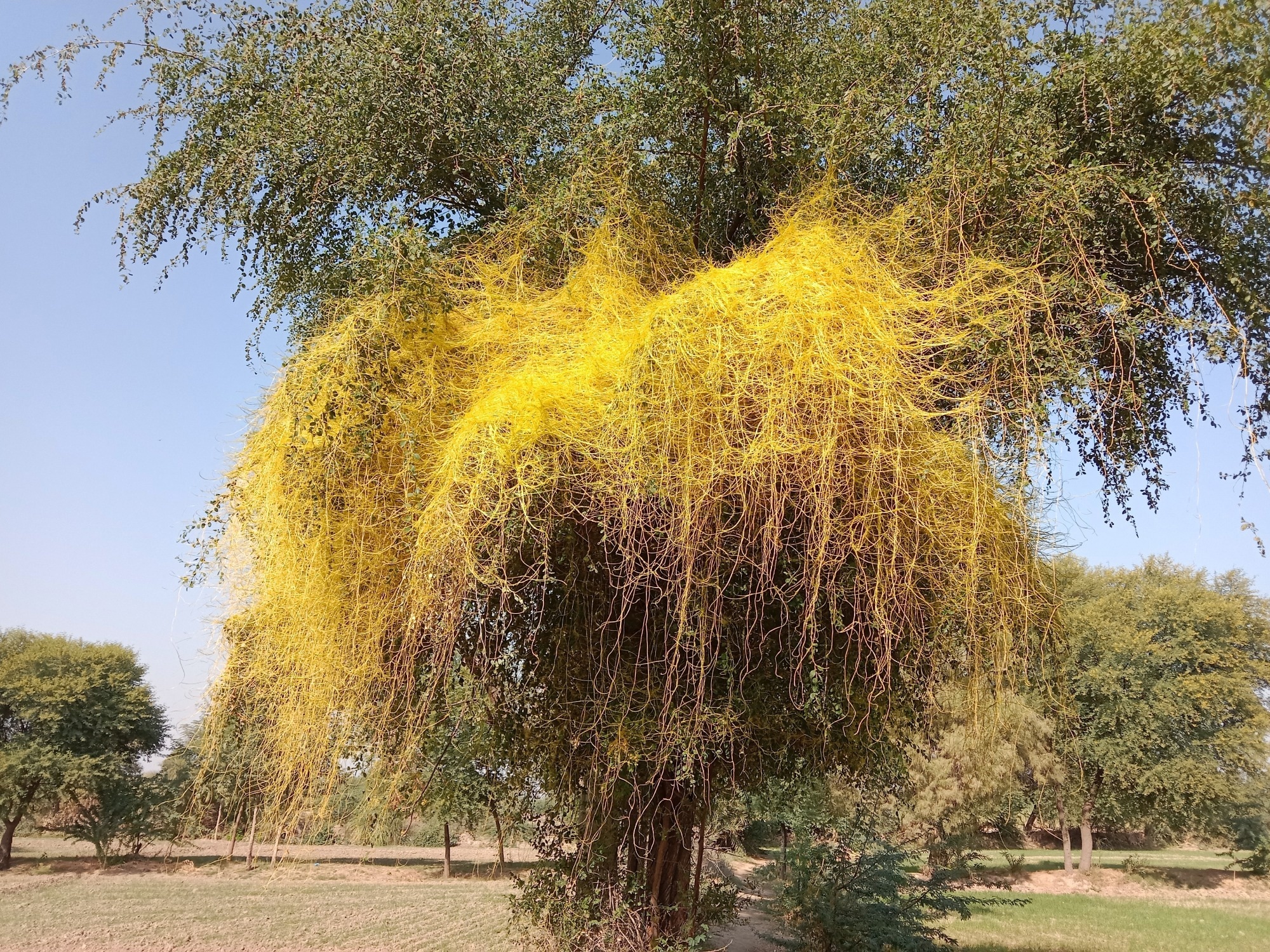 yellow cuscuta parasite on tree