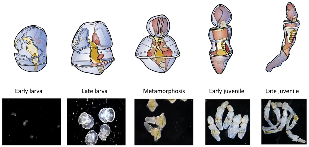 Acorn Worm Larva Undergoes Extensive Cellular Reprogramming During Metamorphosis