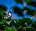 ‘Parachute Science’ is Failing the World’s Tropical Insects
