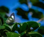 ‘Parachute Science’ is Failing the World’s Tropical Insects