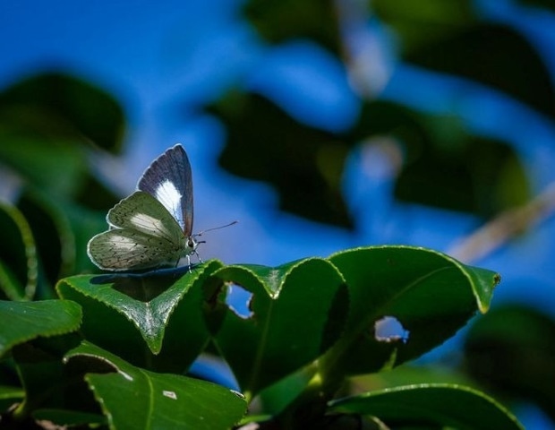 ‘Parachute Science’ is Failing the World’s Tropical Insects