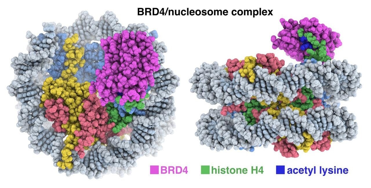 Cryo-EM Captures Interactions Between BRD4 Bromodomains and Nucleosomal DNA