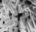 AI-Designed Synthetic Polymers Mimic Natural Peptides to Beat Superbug Resistance