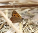 Greater Manchester Spots 19,165 Butterflies This Summer Thanks to Hot, Dry Weather