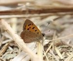 Greater Manchester Spots 19,165 Butterflies This Summer Thanks to Hot, Dry Weather