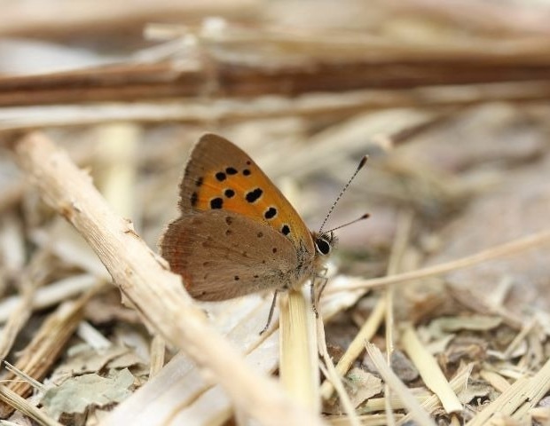 Greater Manchester Spots 19,165 Butterflies This Summer Thanks to Hot, Dry Weather