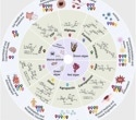 Marine Carbohydrate Therapeutics: From Structural Diversity to Clinical Translation