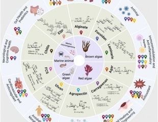Marine Carbohydrate Therapeutics: From Structural Diversity to Clinical Translation