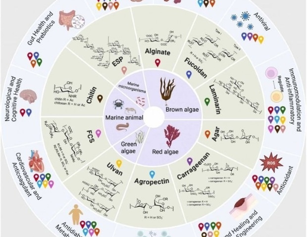 Marine Carbohydrate Therapeutics: From Structural Diversity to Clinical Translation