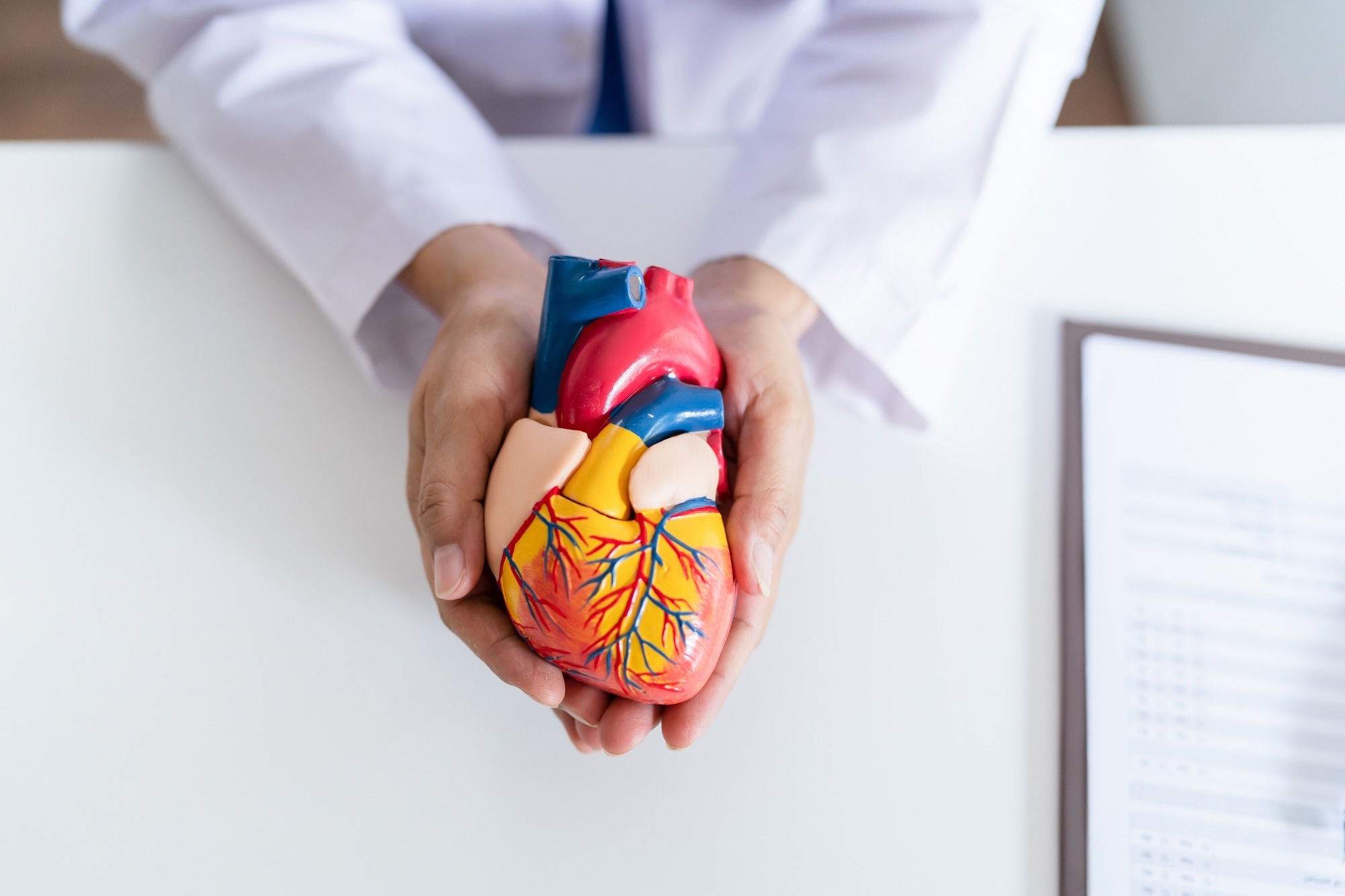 Doctor with anatomical model of human heart Cardiologist supports the heart. heart diagnose medical checkup cardiologist in examination room.