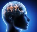 Scientists Pinpoint the Brain Circuit That Regulates Metabolism