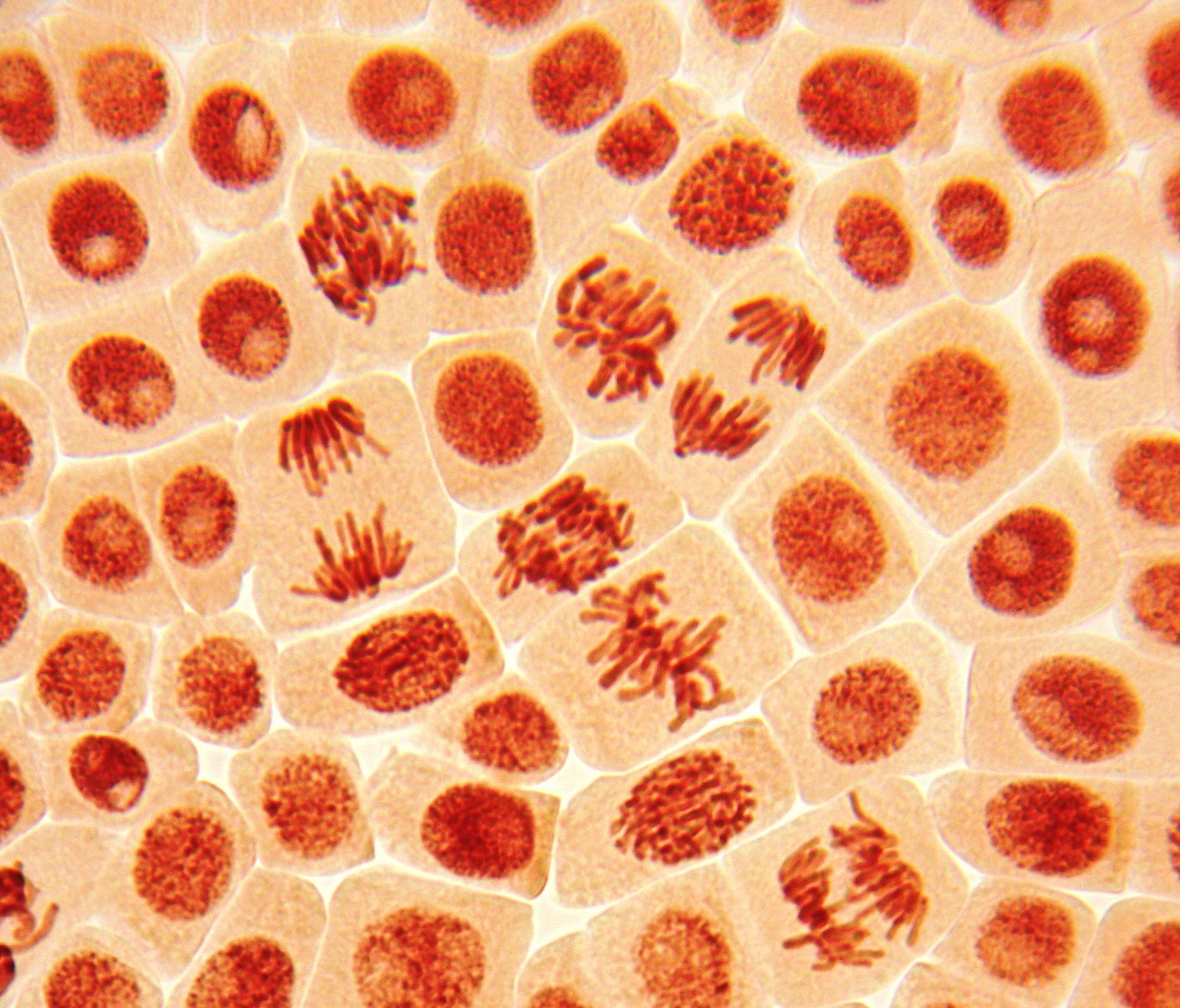 Original micro-photo of living dividing cells