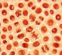 A Flash of Blue Light Helped Cells Overcome a Major Division Defect