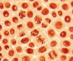 A Flash of Blue Light Helped Cells Overcome a Major Division Defect
