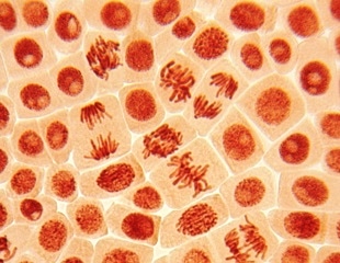 A Flash of Blue Light Helped Cells Overcome a Major Division Defect
