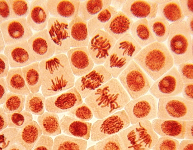 A Flash of Blue Light Helped Cells Overcome a Major Division Defect