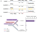 Two Amino-Acid Changes Reveal the Origin of a Key Tea Enzym
